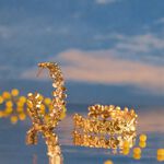 Hoops BLOOM - Golden - All jewellery  | Agatha